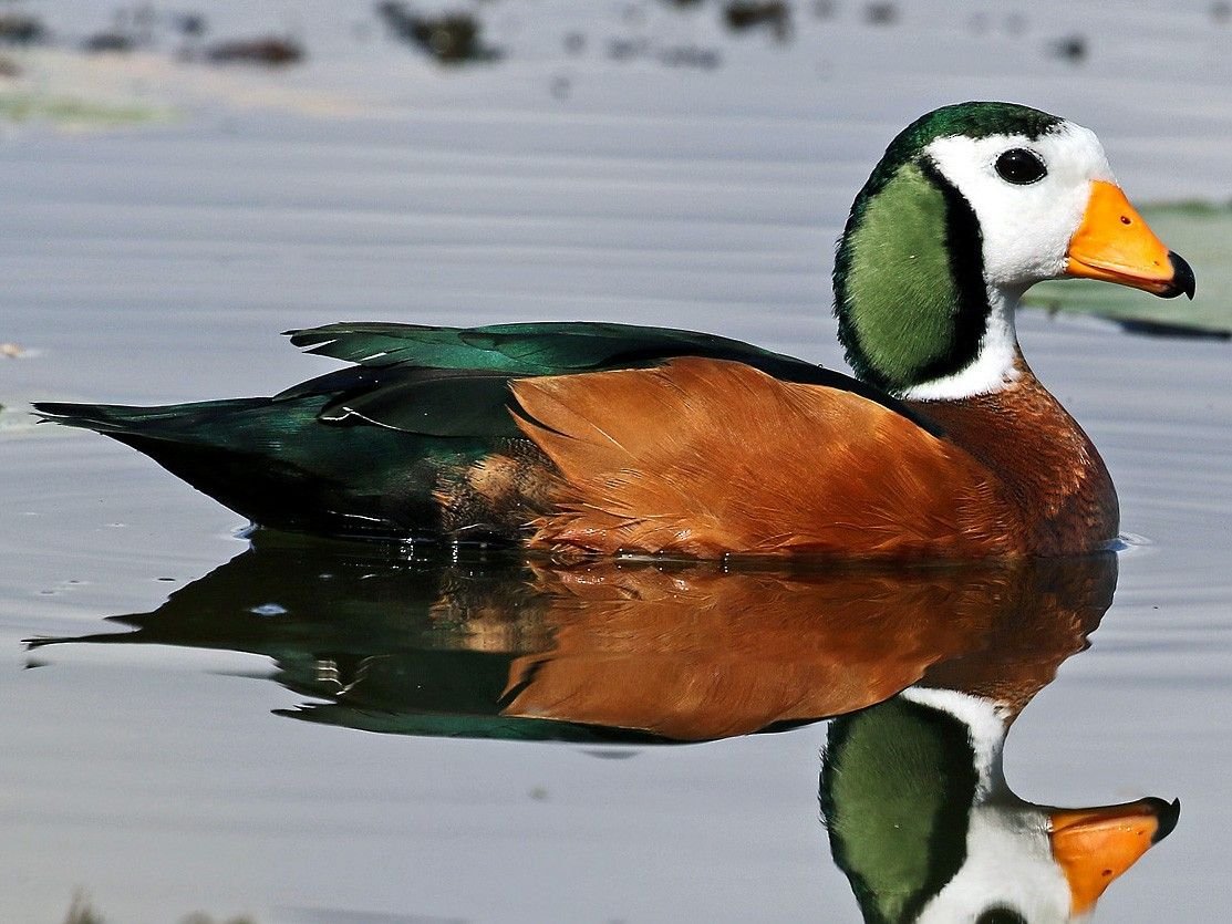 African Pygmy-Goose